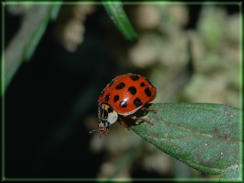 Ladybug sitting pretty