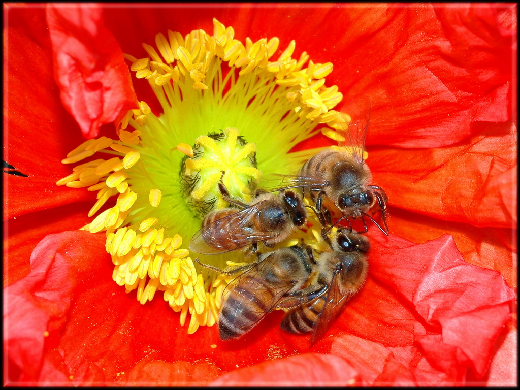 Secret Bee Meeting