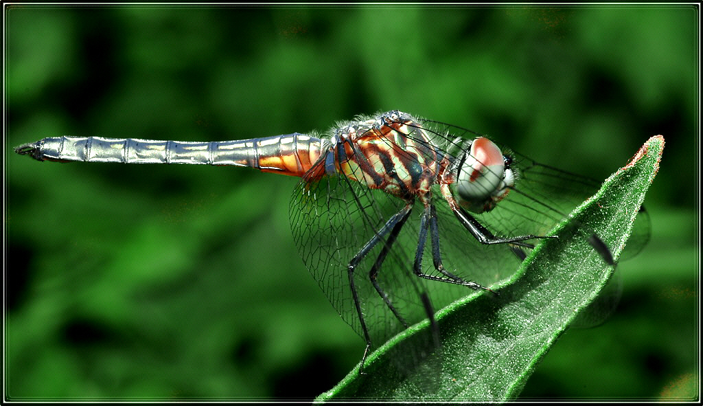 A dashing dragonfly