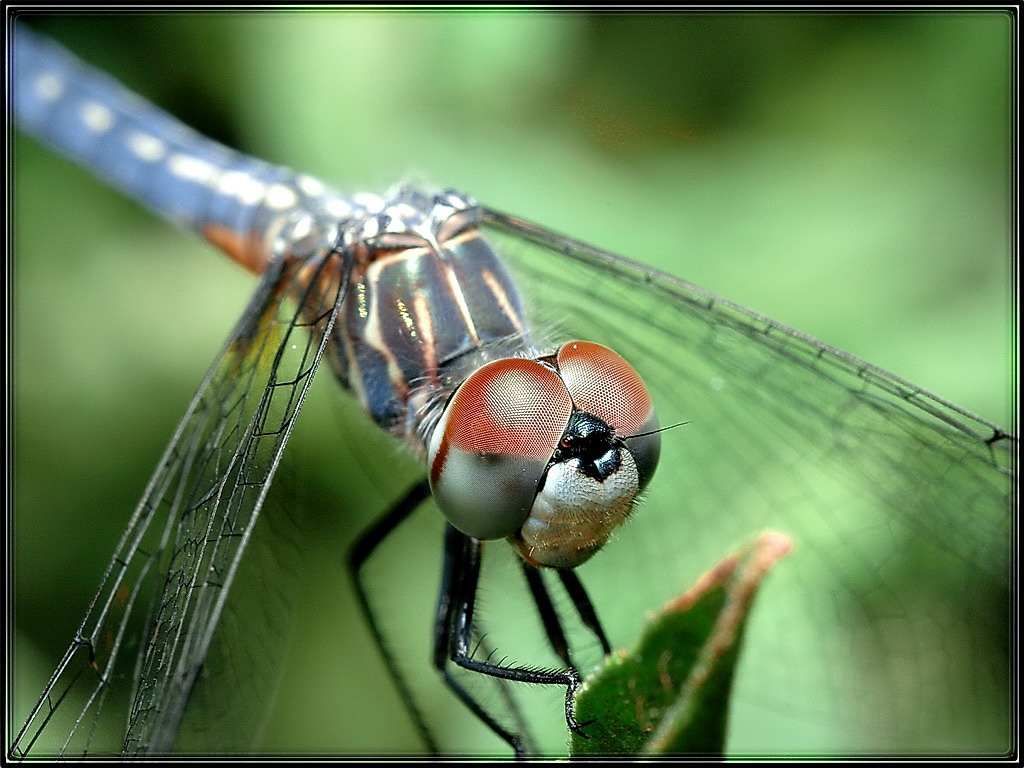 Dragonfly vision