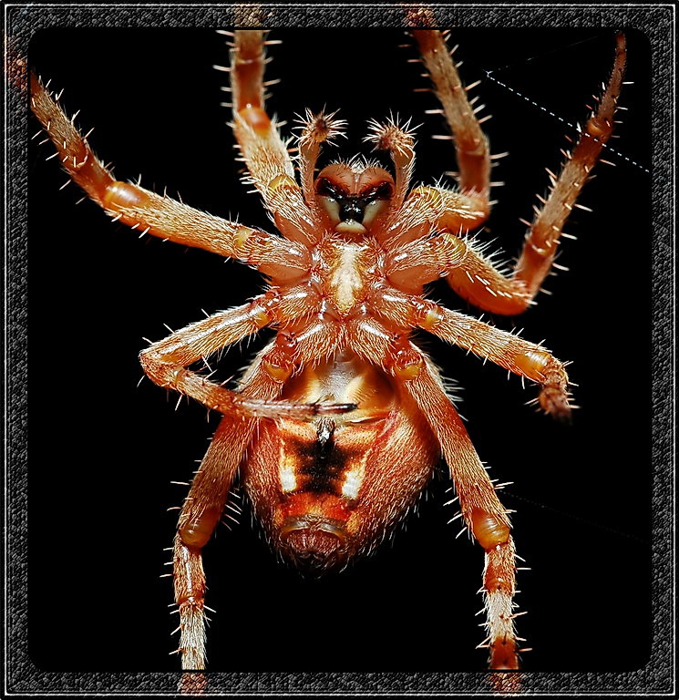 A fat Garden Spider