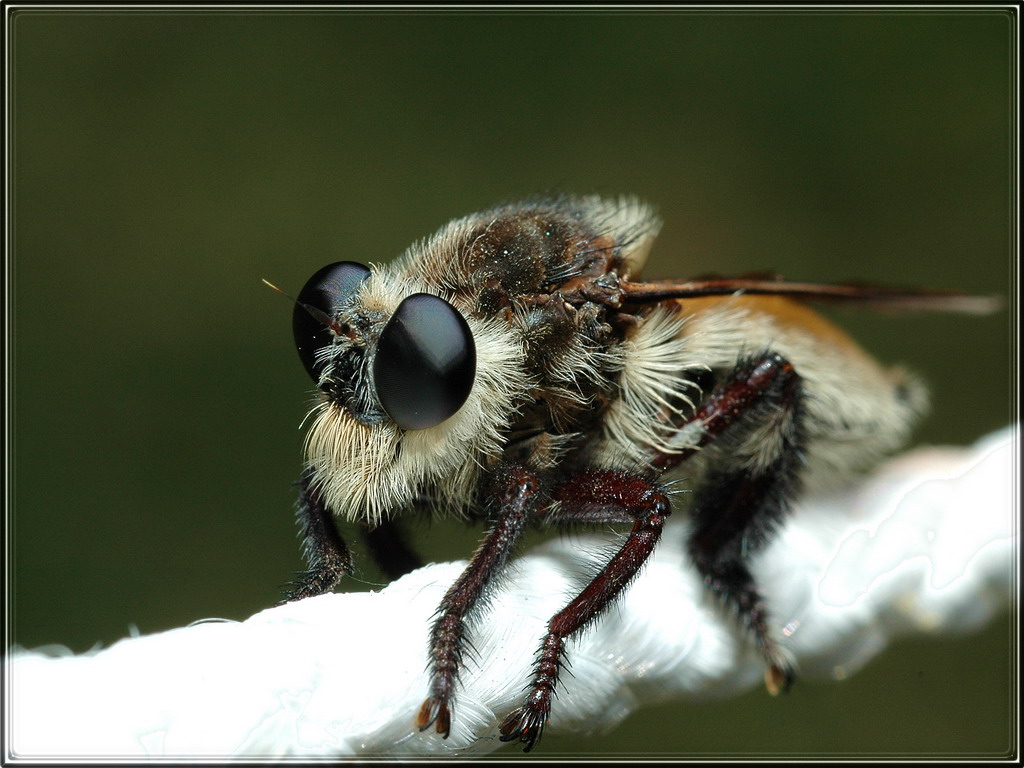 RobberFly