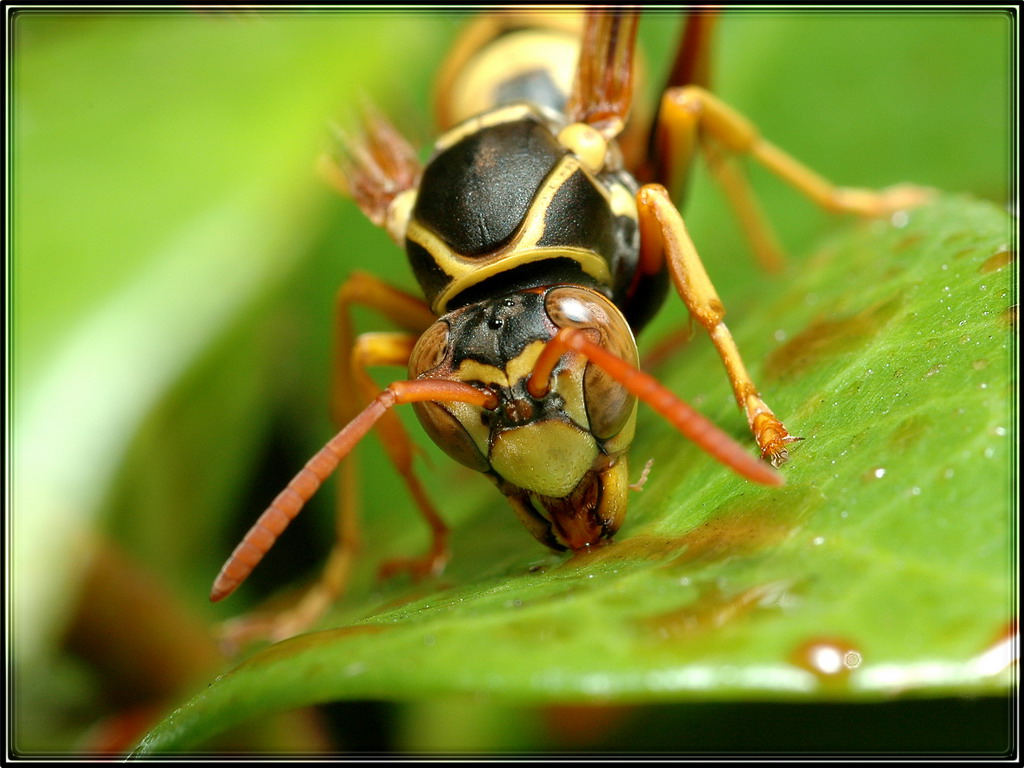Paper Wasp drinking