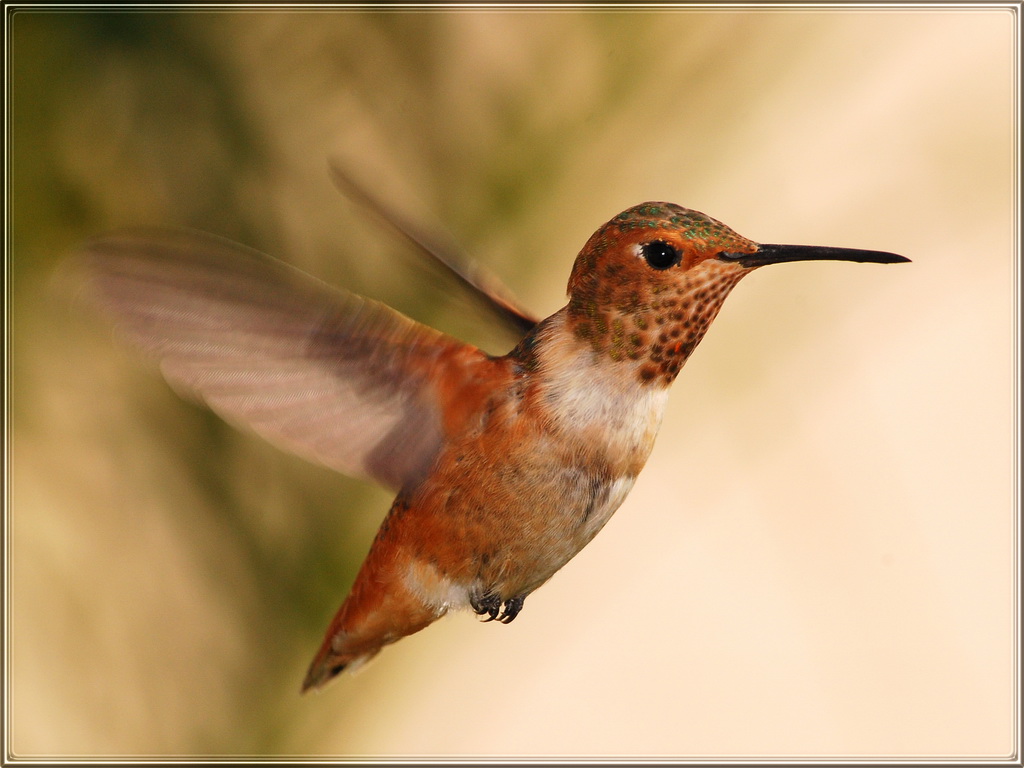 Rufous in flight