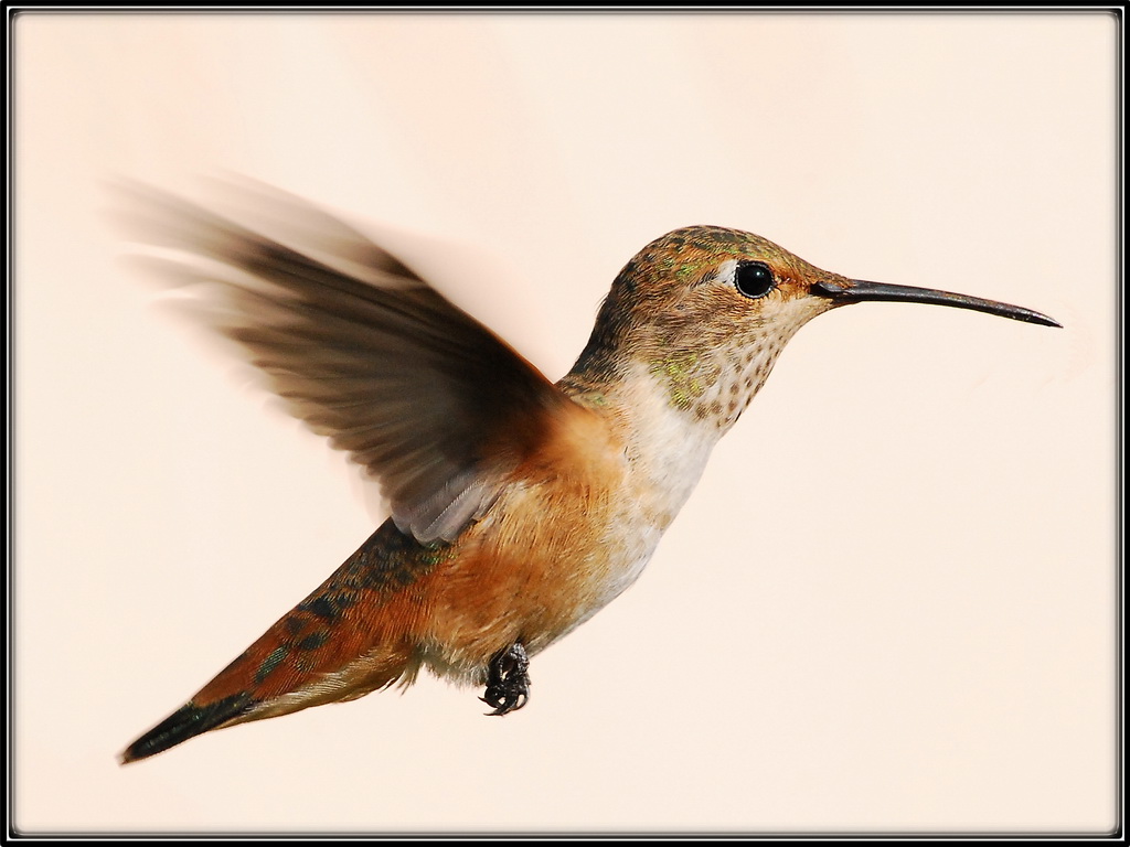 Rufous hovering