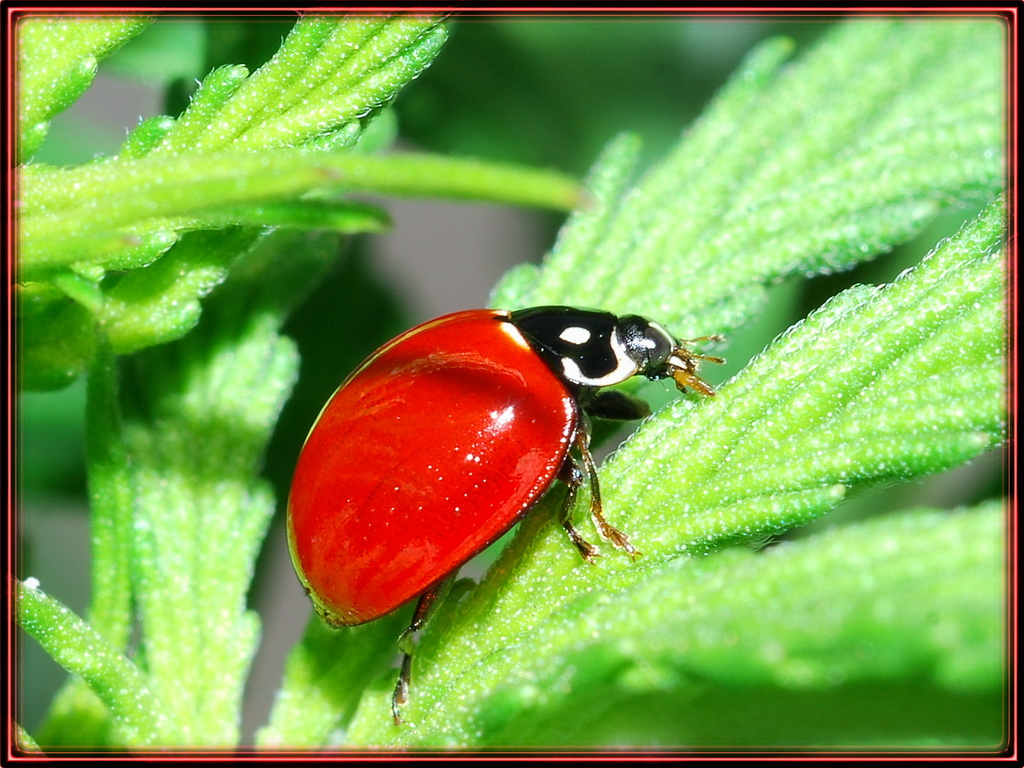 Shiny red shell