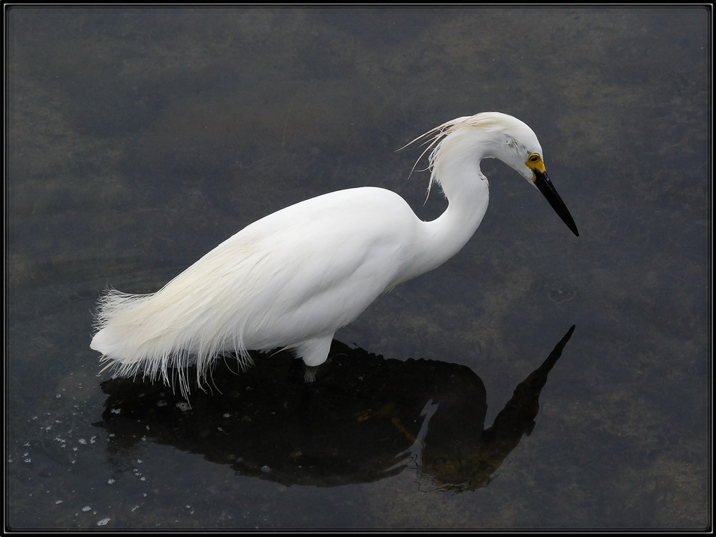 Stalking some fishes...