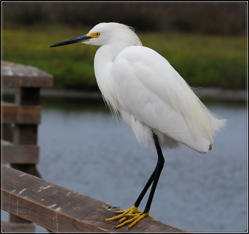 Egret on the pier