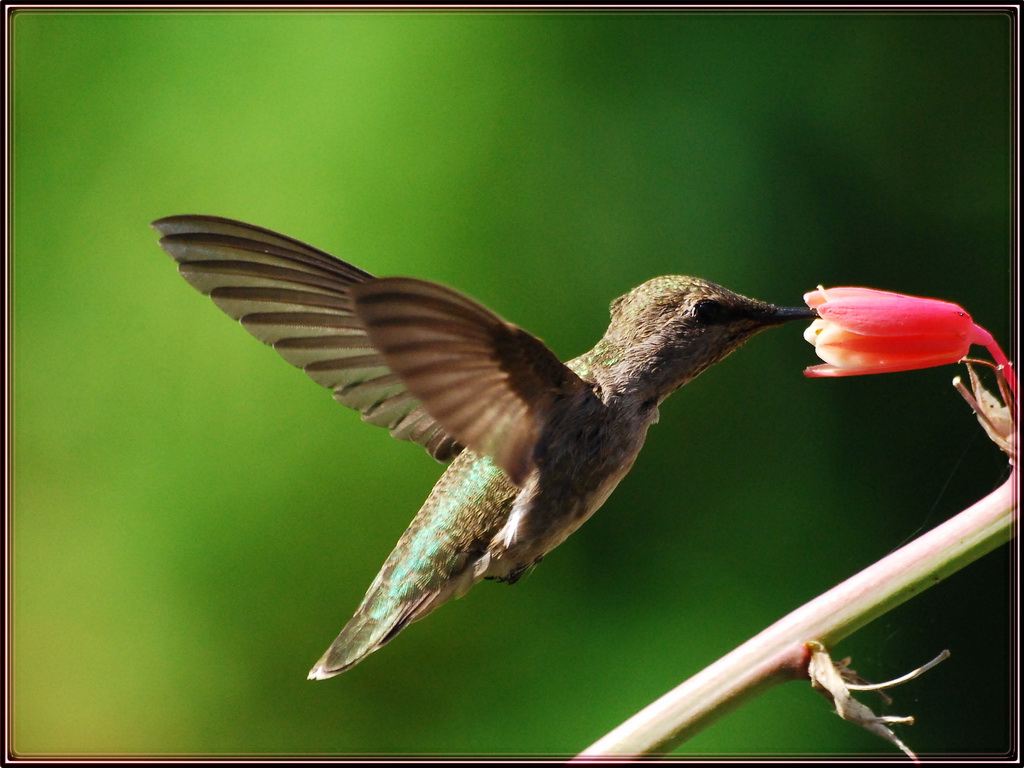 Hummers Breakfast