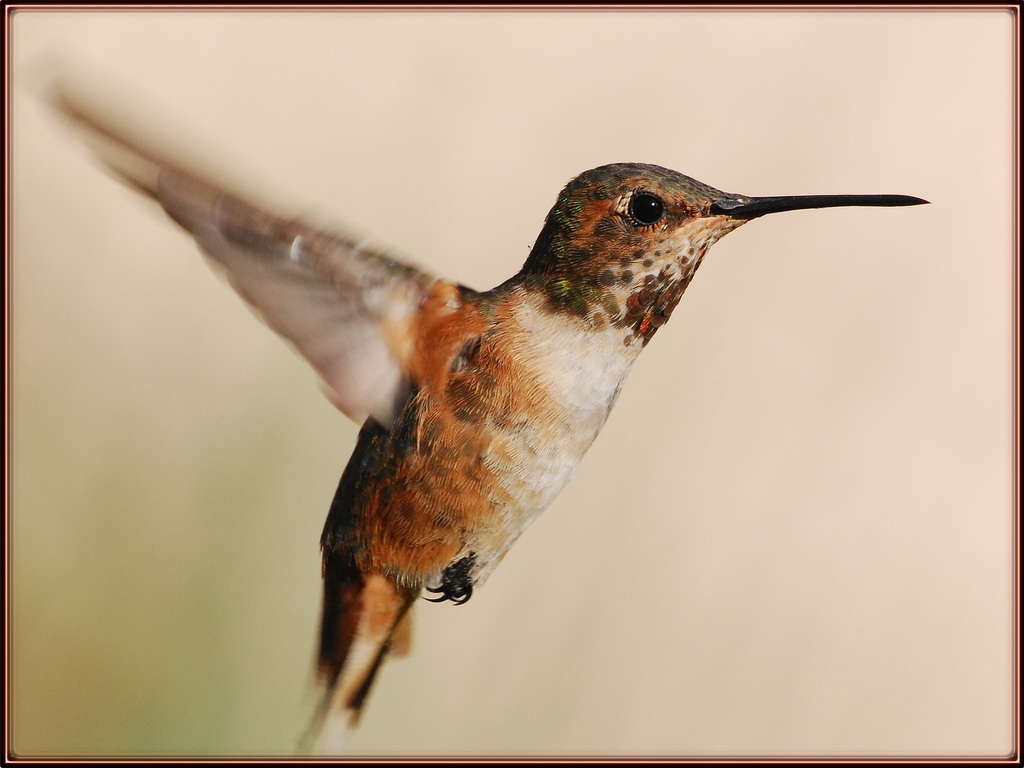 Young Rufous