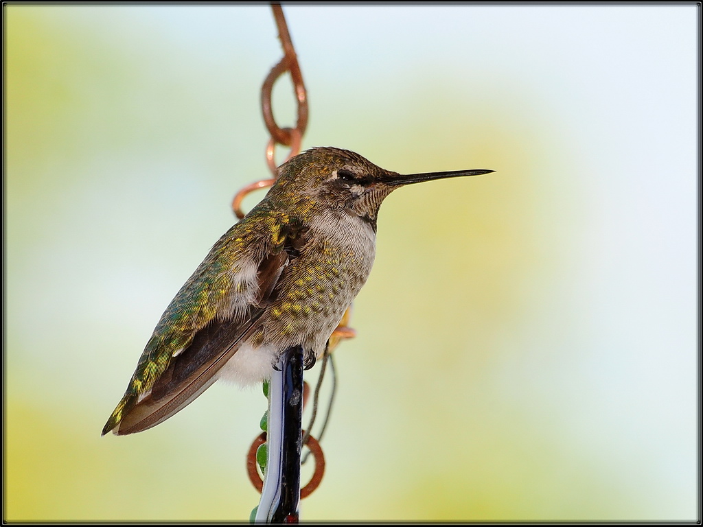 Sleepy Hummer