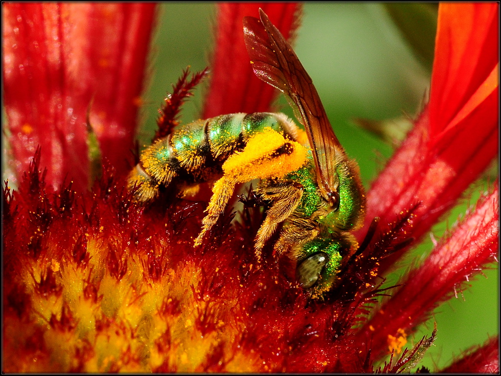 Green Bee 1