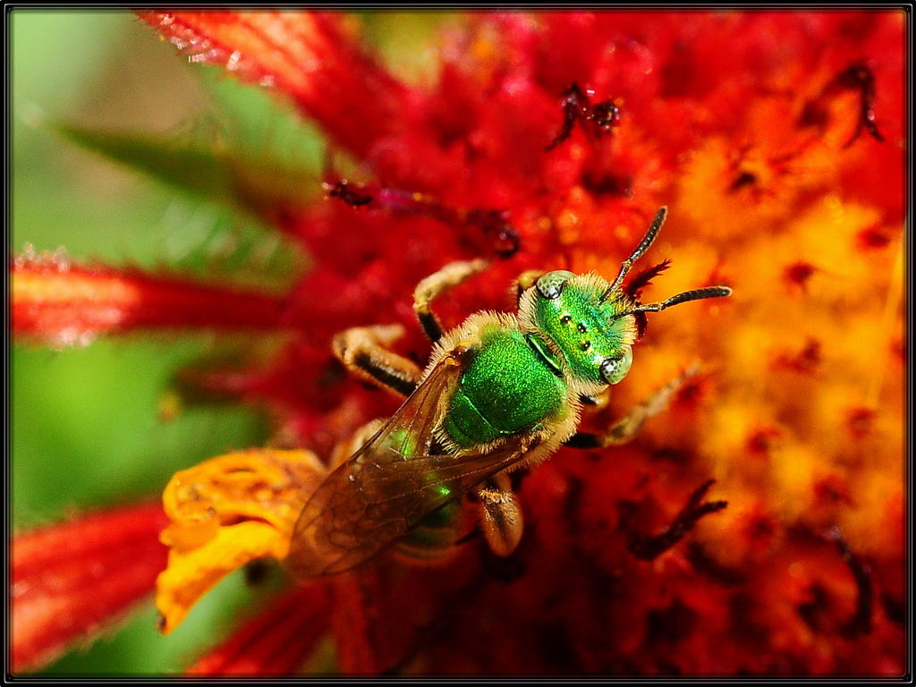 Green Bee 2