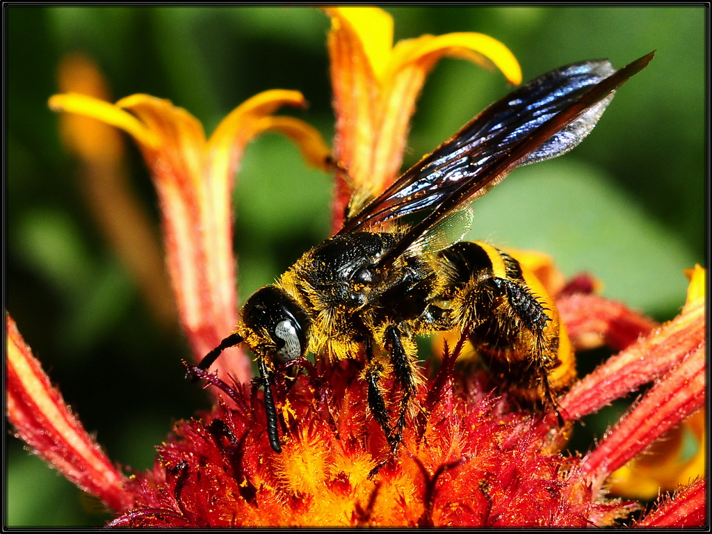Scary Wasp