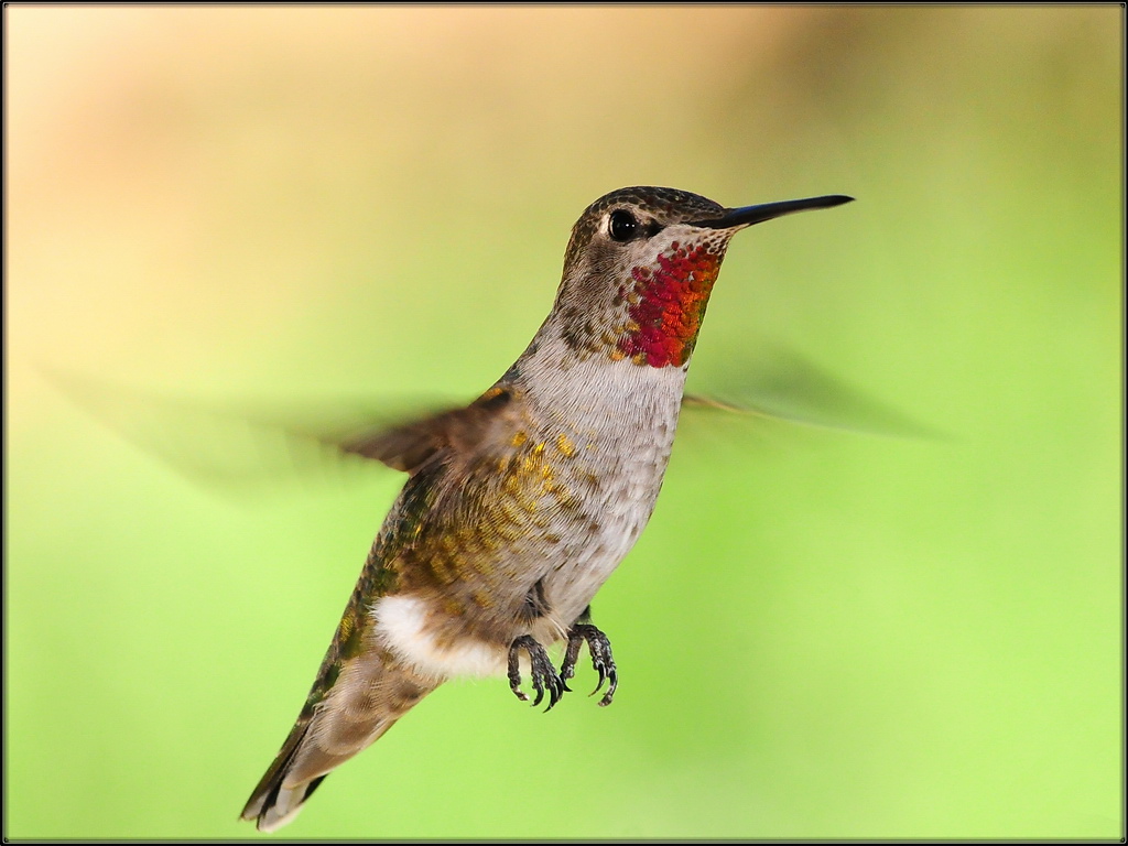 Winter hummer