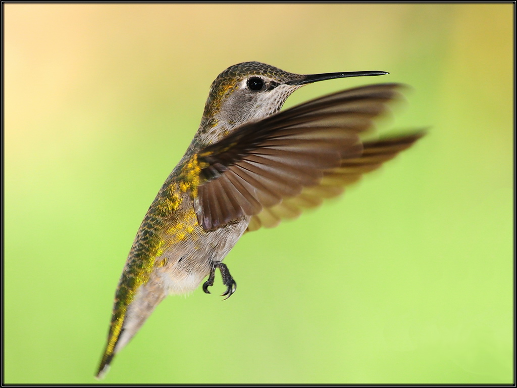 Hummer close-up