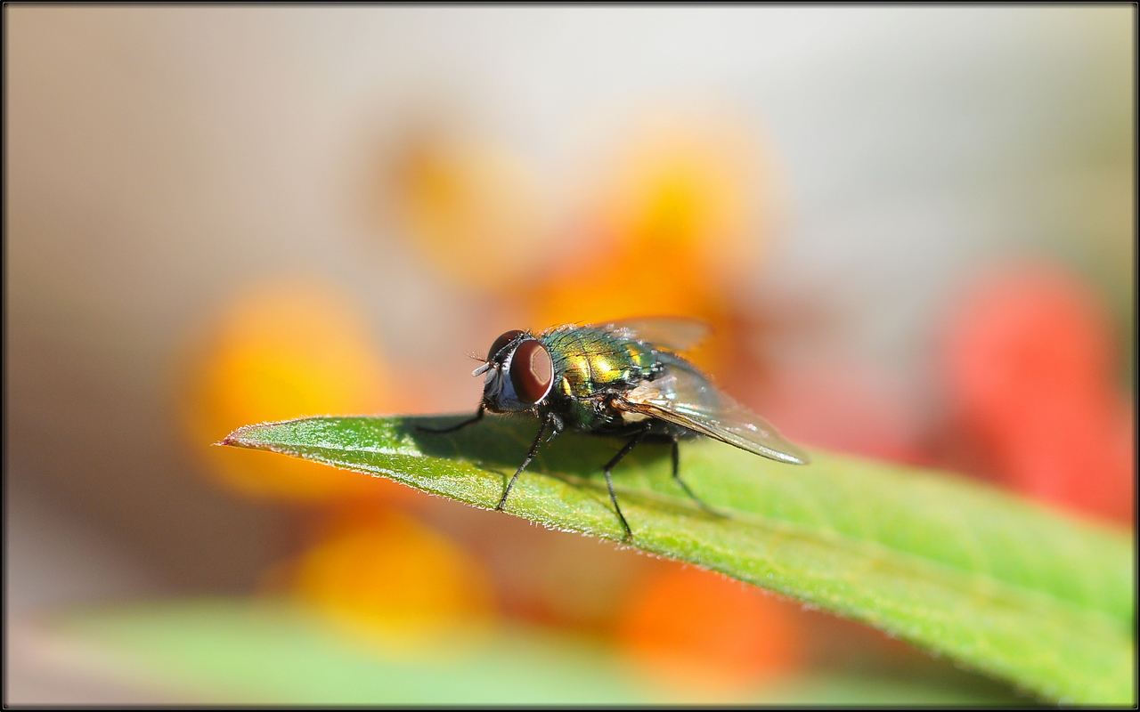 Bottle Fly
