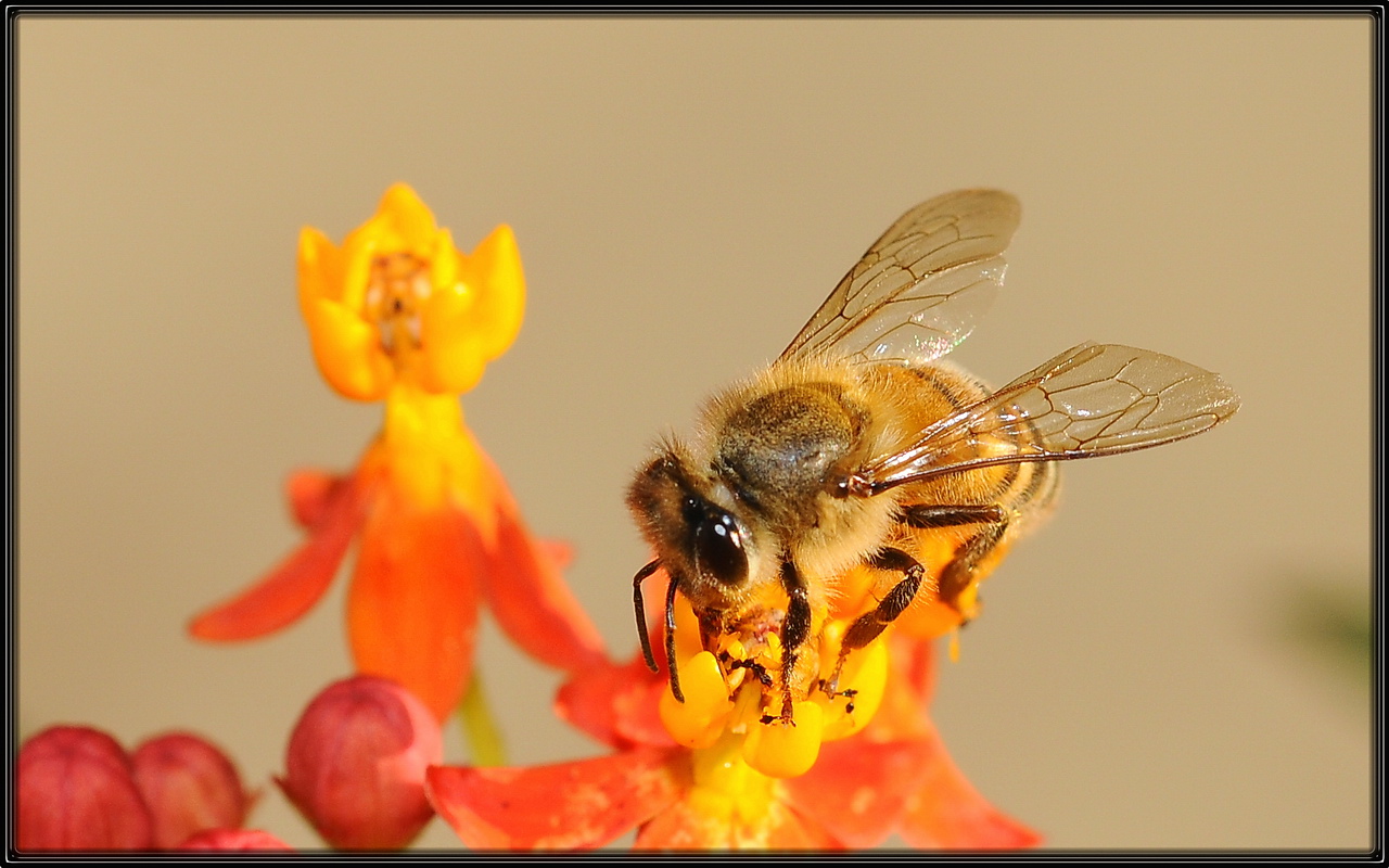 Honey Bee
