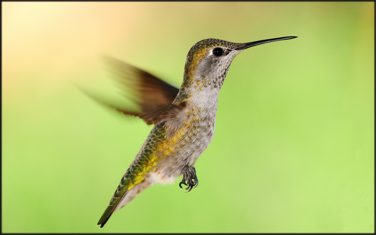 Another winter hummer