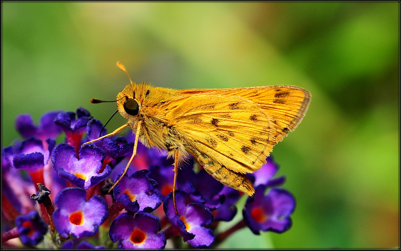 Skipper
