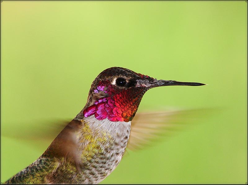 Damaged Hummer