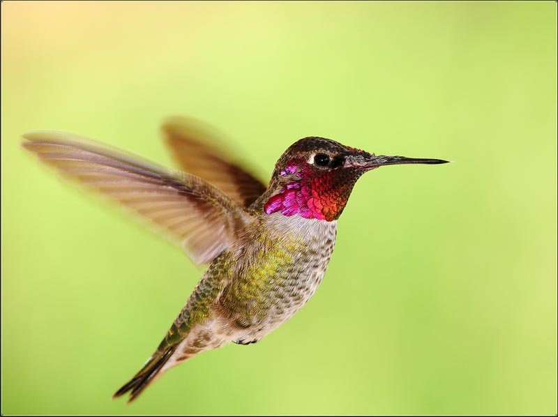 Damaged Hummer 2