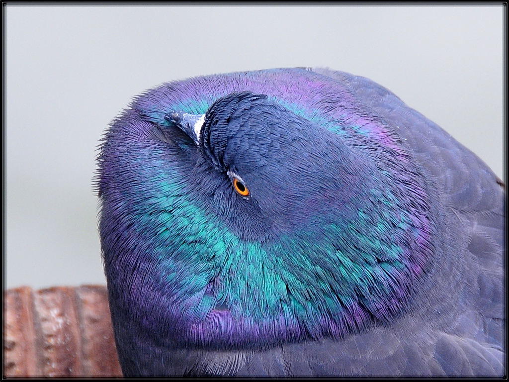 Basic Pigeon